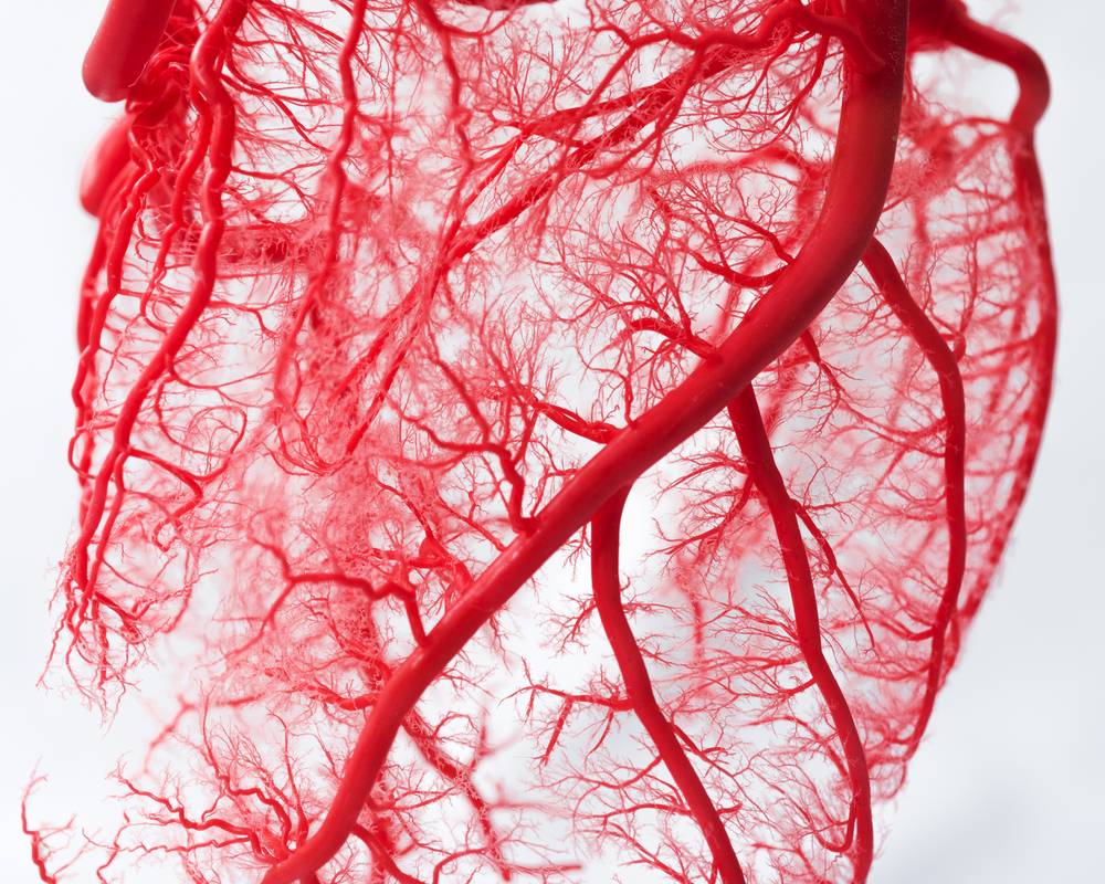 تصنف الأوعية الدموية الى 3 أصناف.