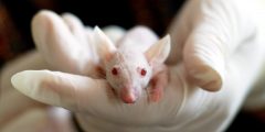 خلايا بشرية مزروعة في الفئران