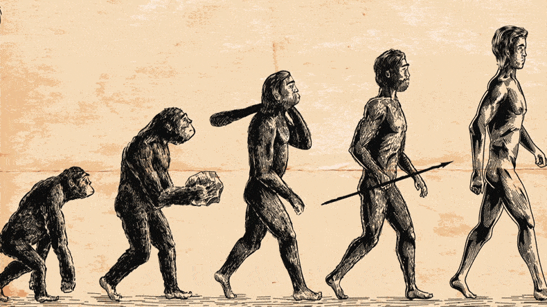 التاريخ التطوري للسلالة البشرية