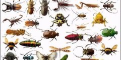 5 حيل لتفادي الحشرات السامة