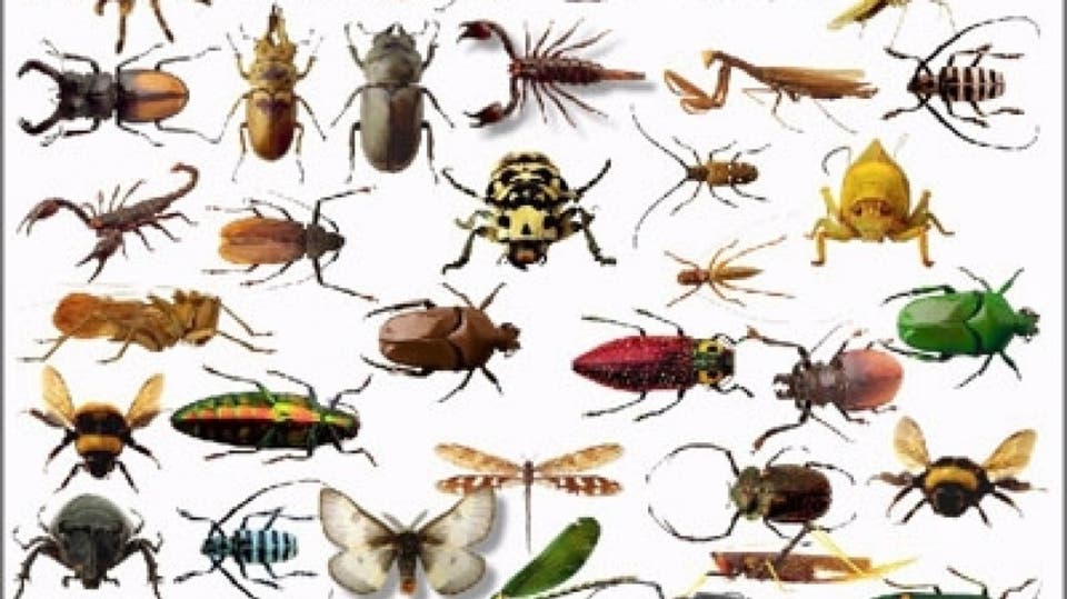 5 حيل لتفادي الحشرات السامة