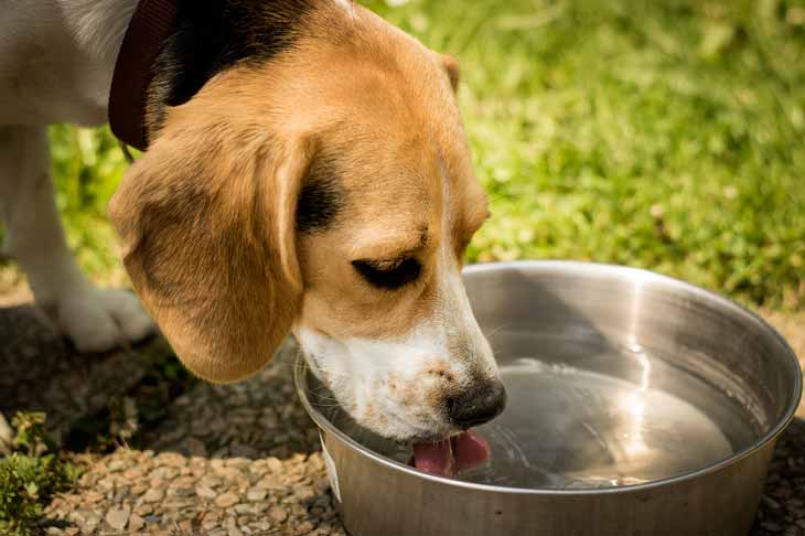 كم من الماء يوميا لكلب؟
