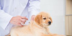 هل يجب تطعيم كلبك؟
