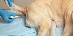 ما هي أعراض حمى الكلاب؟