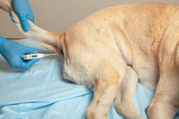 ما هي أعراض حمى الكلاب؟