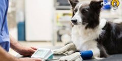 أكثر 10 أمراض شيوعًا في الكلاب