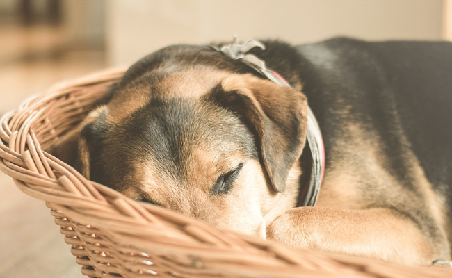 التهاب المعدة والأمعاء في الكلاب