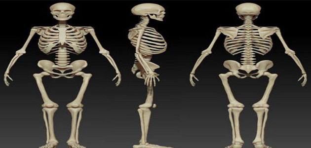 ترتبط العضلات مع العظام بواسطة الأربطة الاوتار العظام